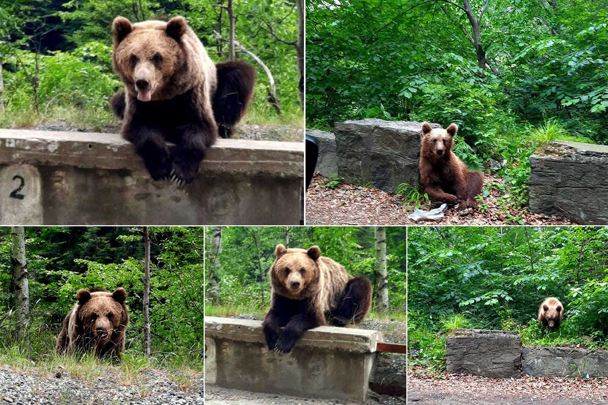 Urlaub 2024 | Bären an der Transfagarasan und in Rumänien !!